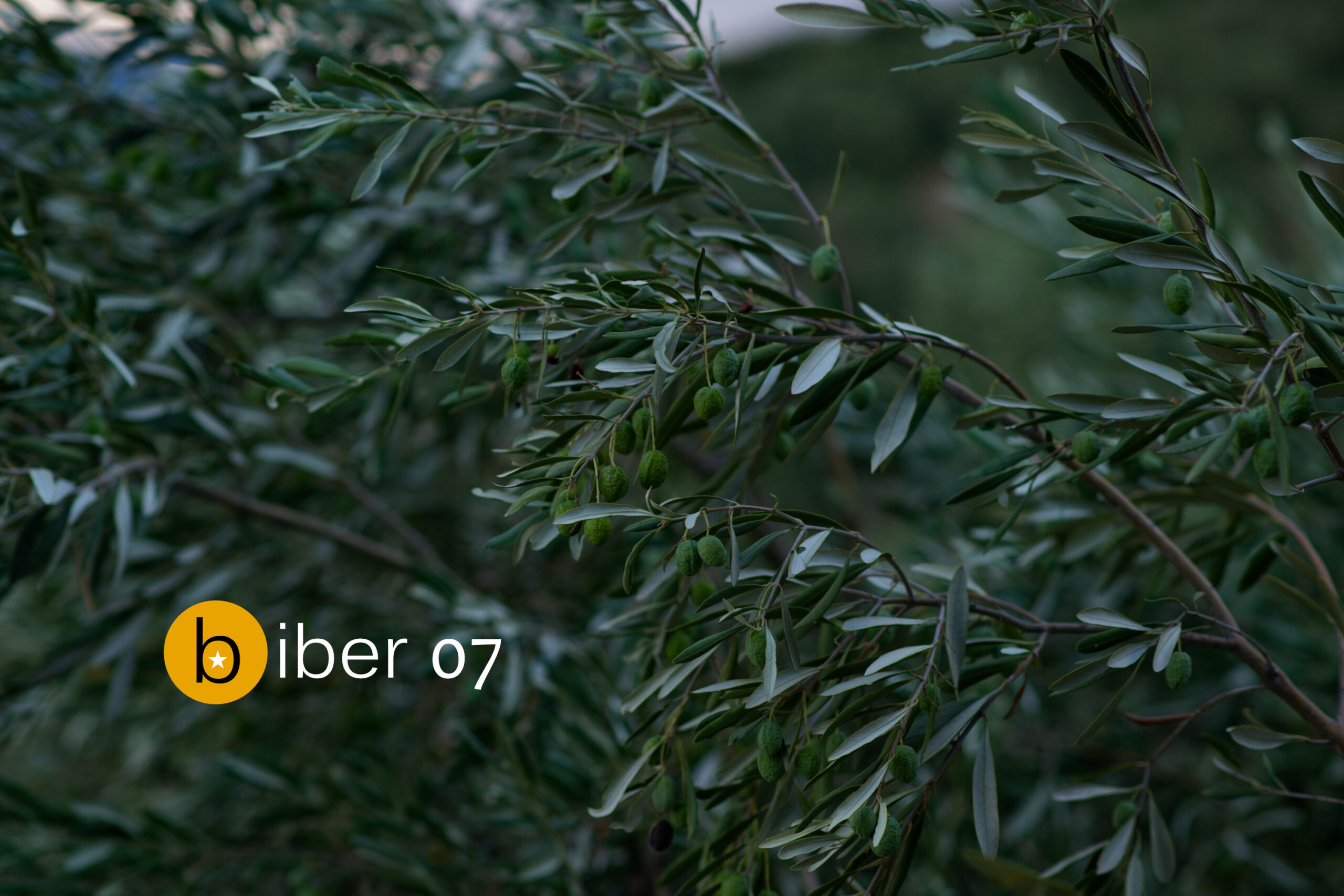 The seventh Biber Short Story Contest has been opened